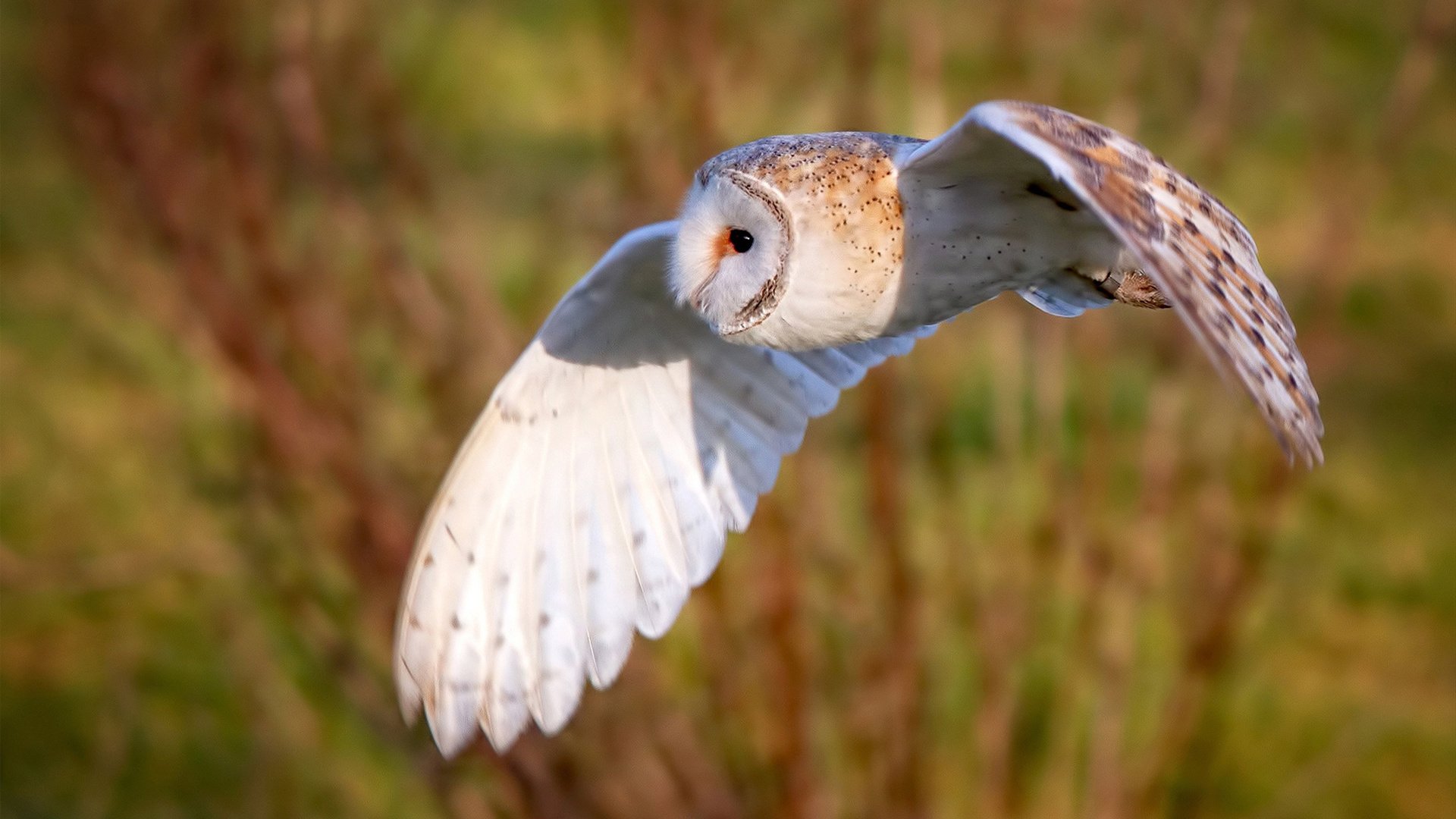 阿拉巴的脊梁与爱尔兰的獠牙，当扛起与血拼成为时代最后的尊严