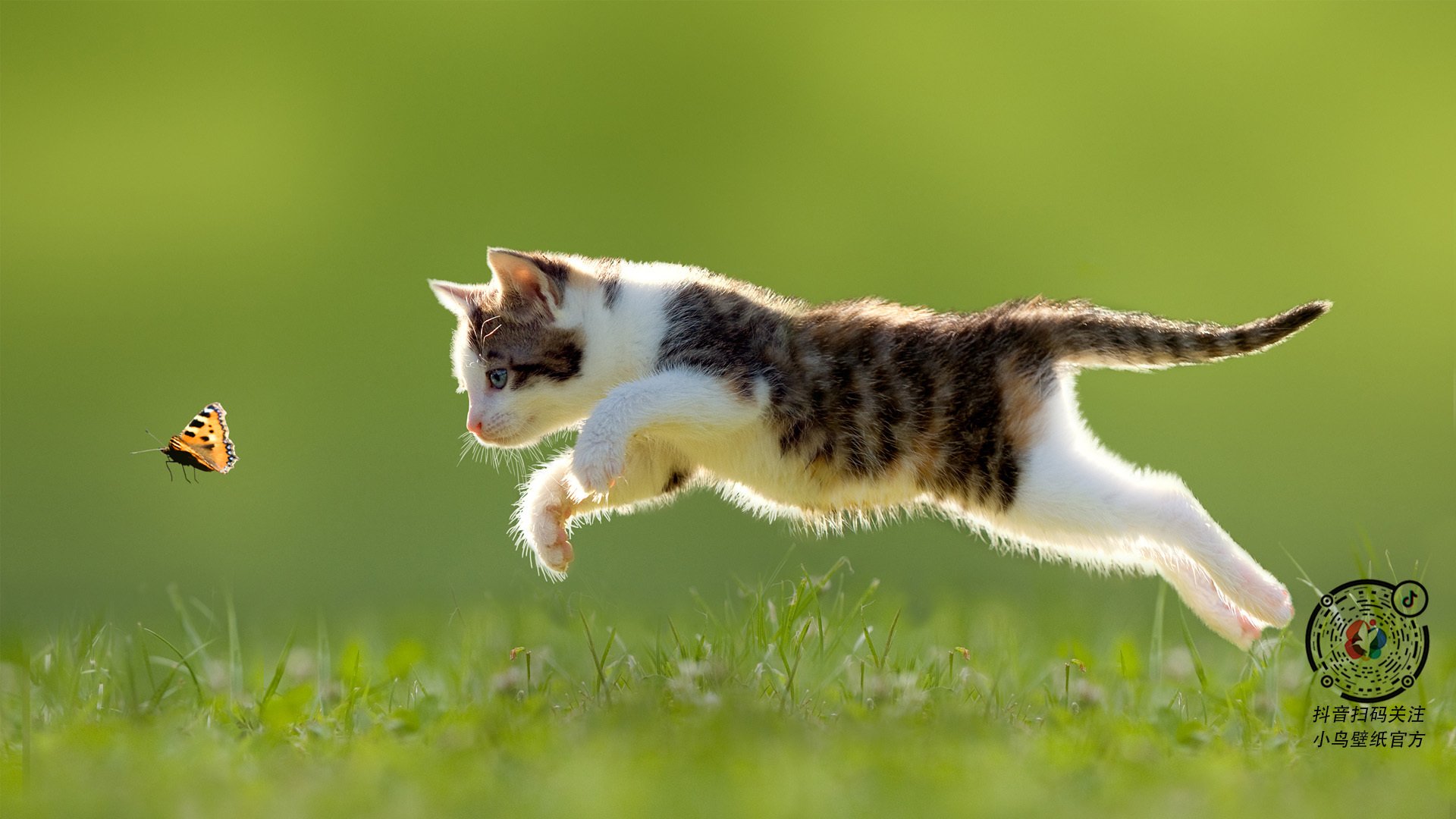 黑白直播在线观看-武切维奇教科书级表现！掘金决胜局掀翻国王