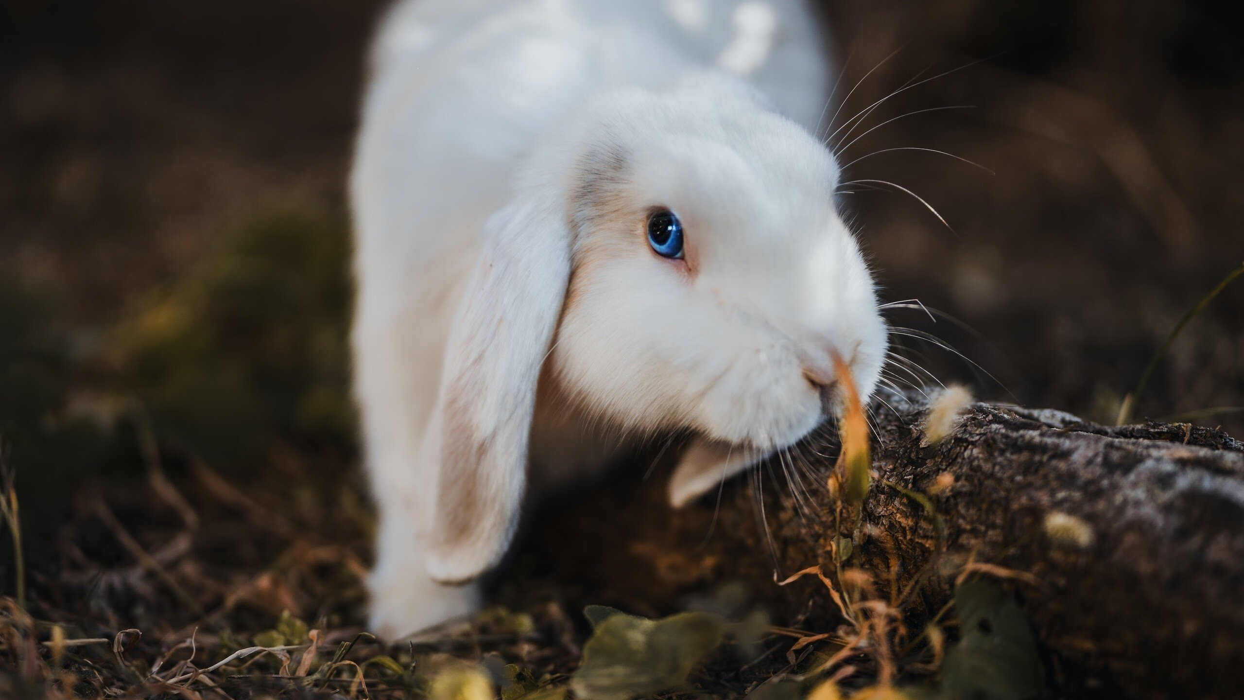 黑白直播体育-末节逆转！新援克莱一锤定音，马刺主场驯牛记