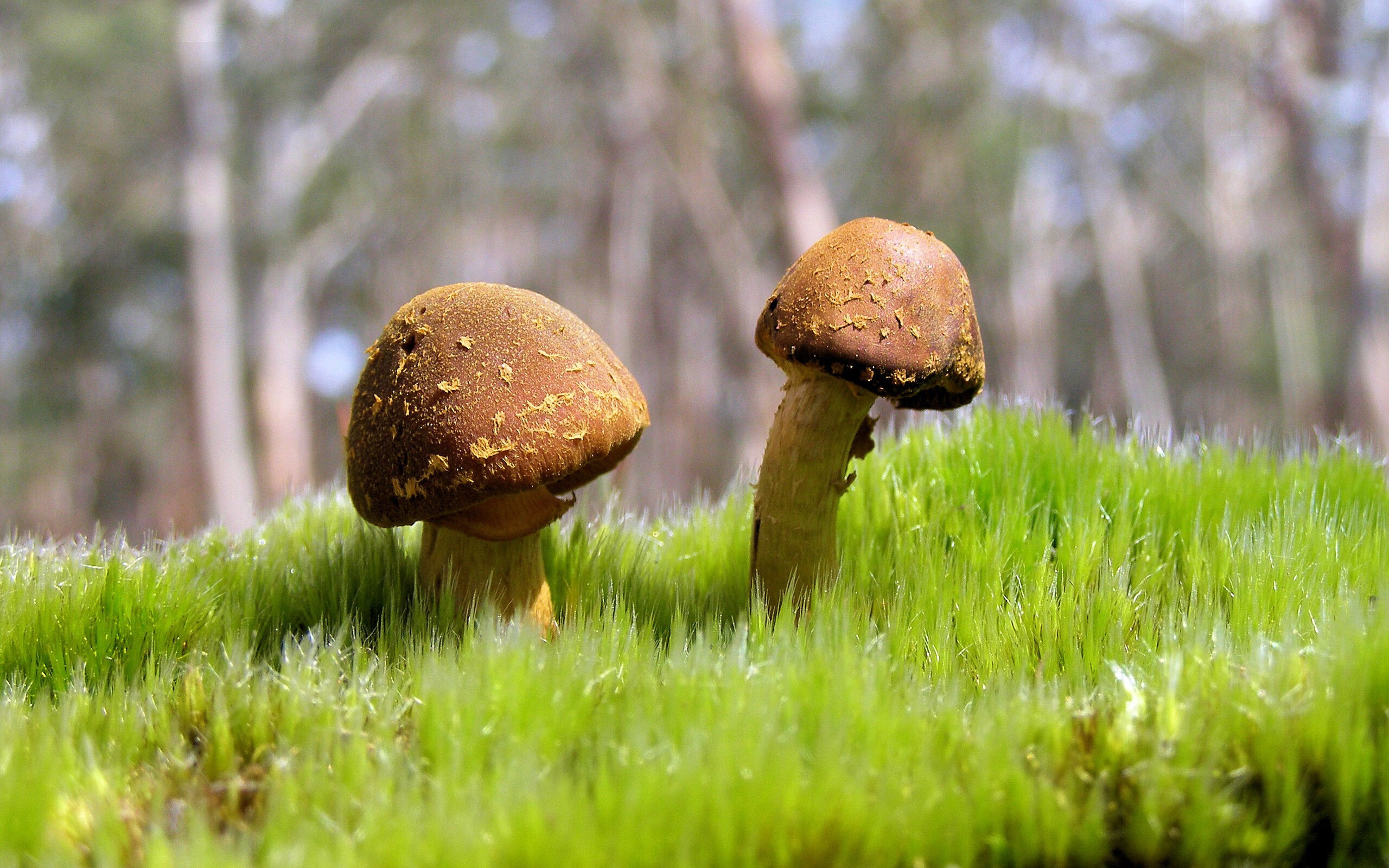 土耳其争冠战惊险胜新西兰，拉亚化身关键先生定乾坤