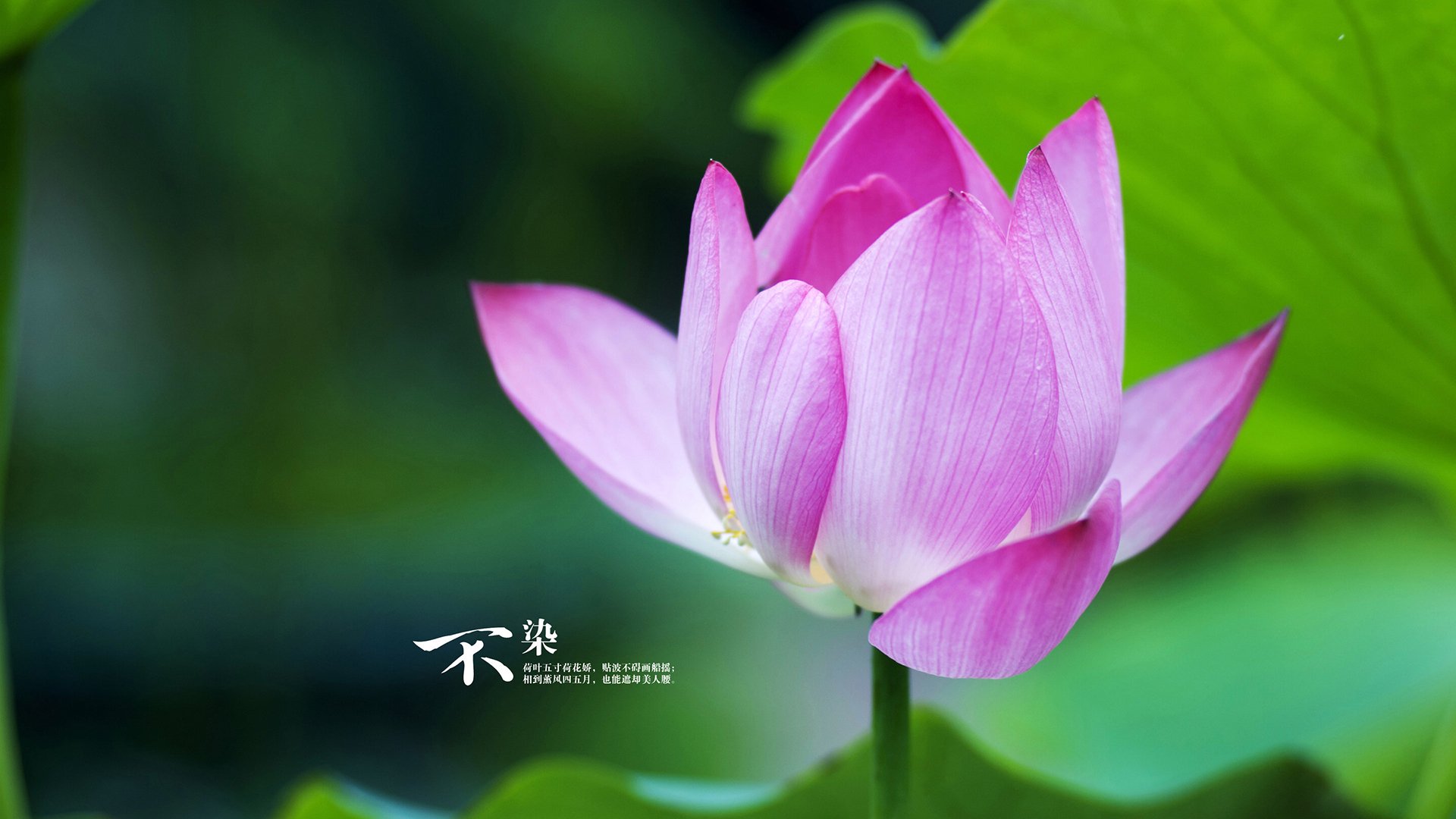 苏亚雷斯的手术刀,一传一射间,爱尔兰如何让日本队的雄心提前落幕