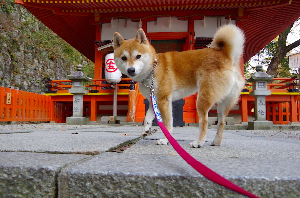 黑白直播在线观看-棋局终响，哈利伯顿在年度焦点之夜落子为证