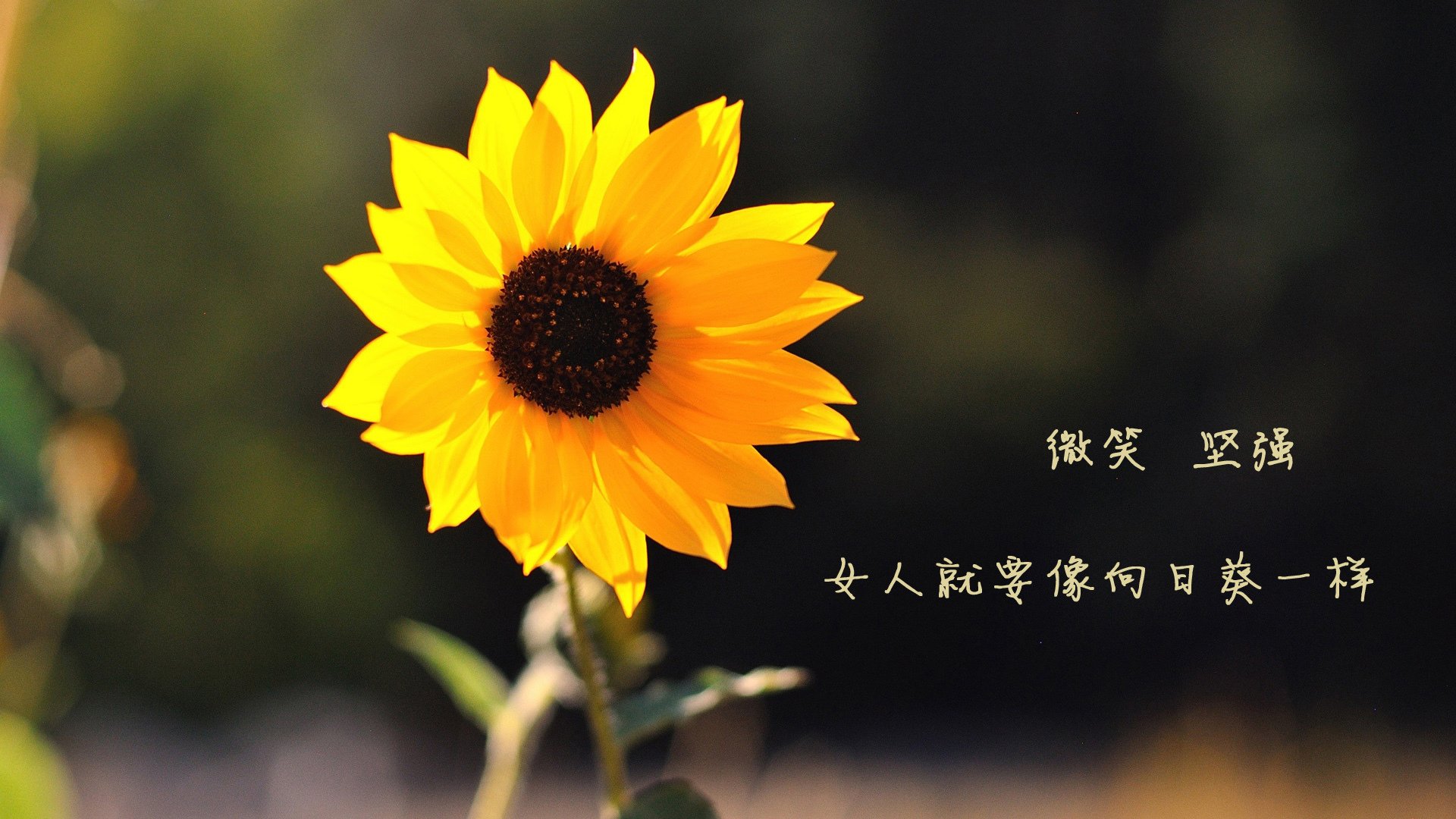 黑白直播体育-灰熊铁锁阵困紫金军团，布克关键先生本色尽显