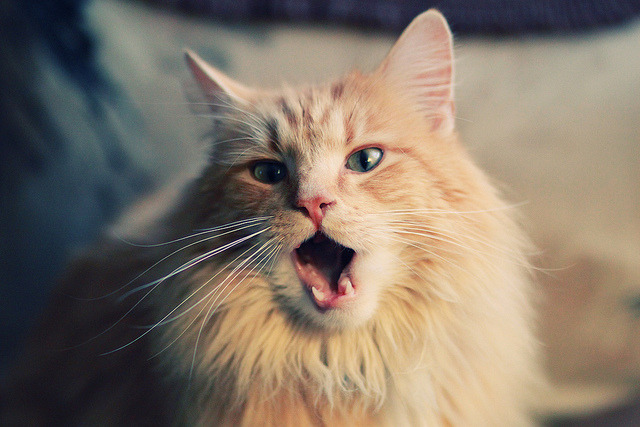 黑白直播网-奥运前哨战，杰伦格林接管关键战役，篮网力克广厦凸显国际赛场价值