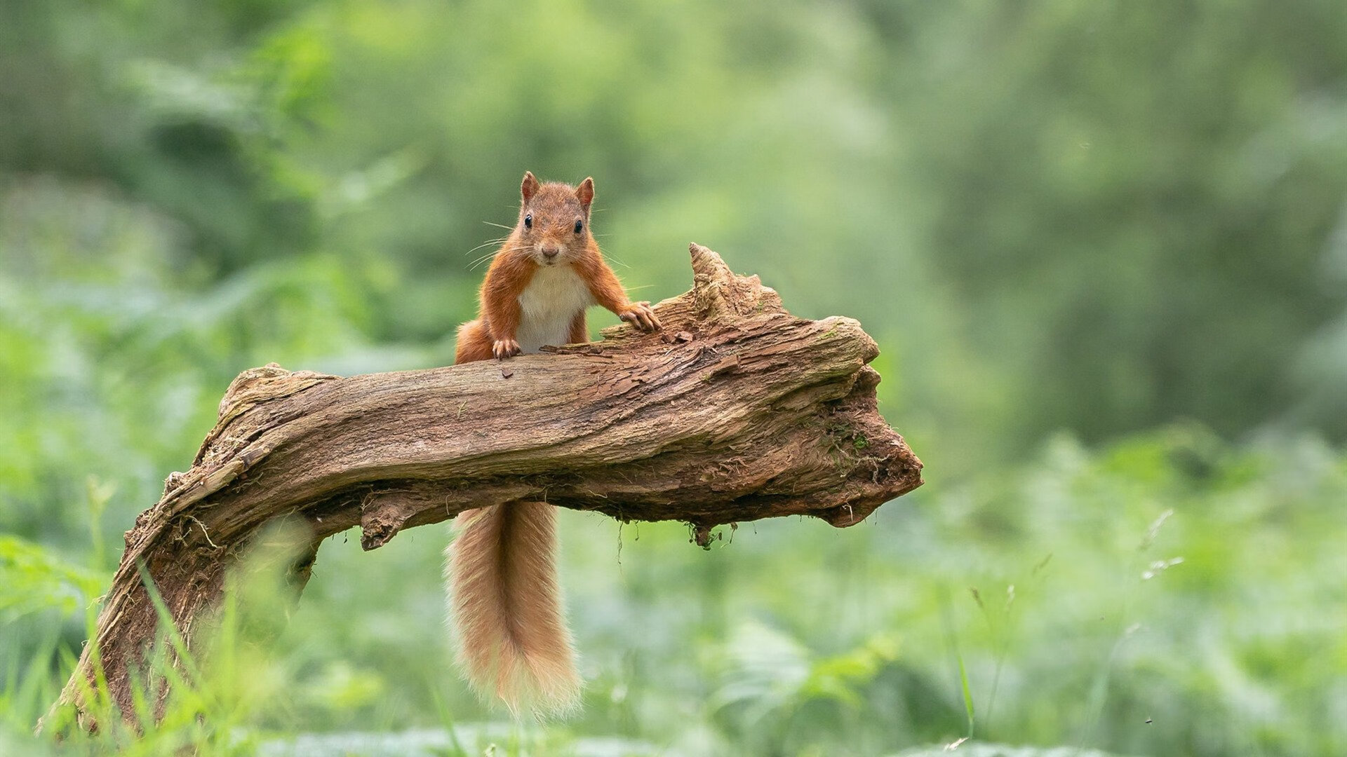 上海爆冷淘汰热火夜，数字詹姆斯空降英超决胜场