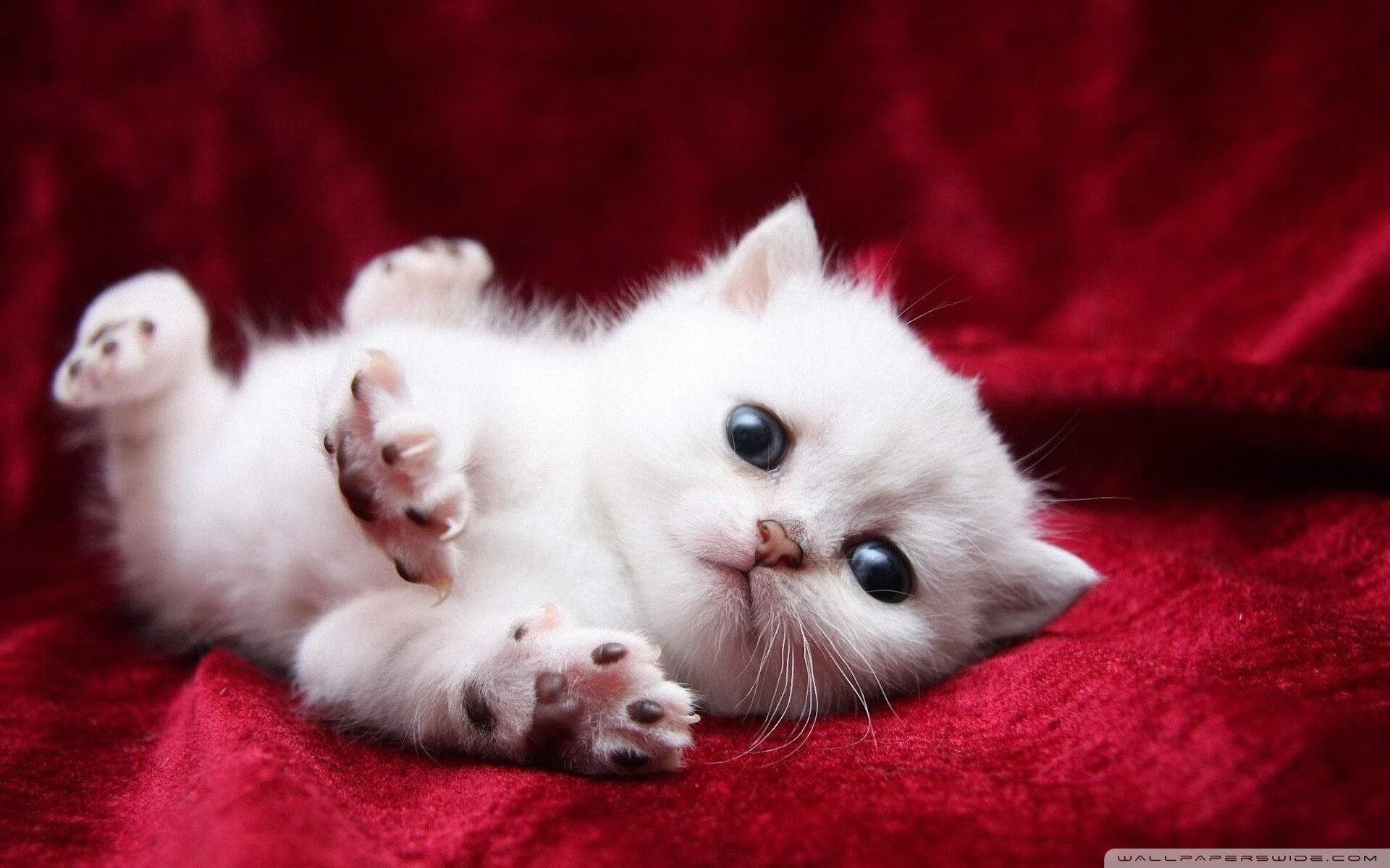 戈贝尔统治内线扛起全队,雷霆第三节狂潮单节击溃骑士