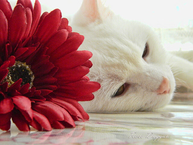 黑白直播nba在线观看-资本与射手，当新西兰遇上国际米兰，C罗以关键进球定义足球真谛