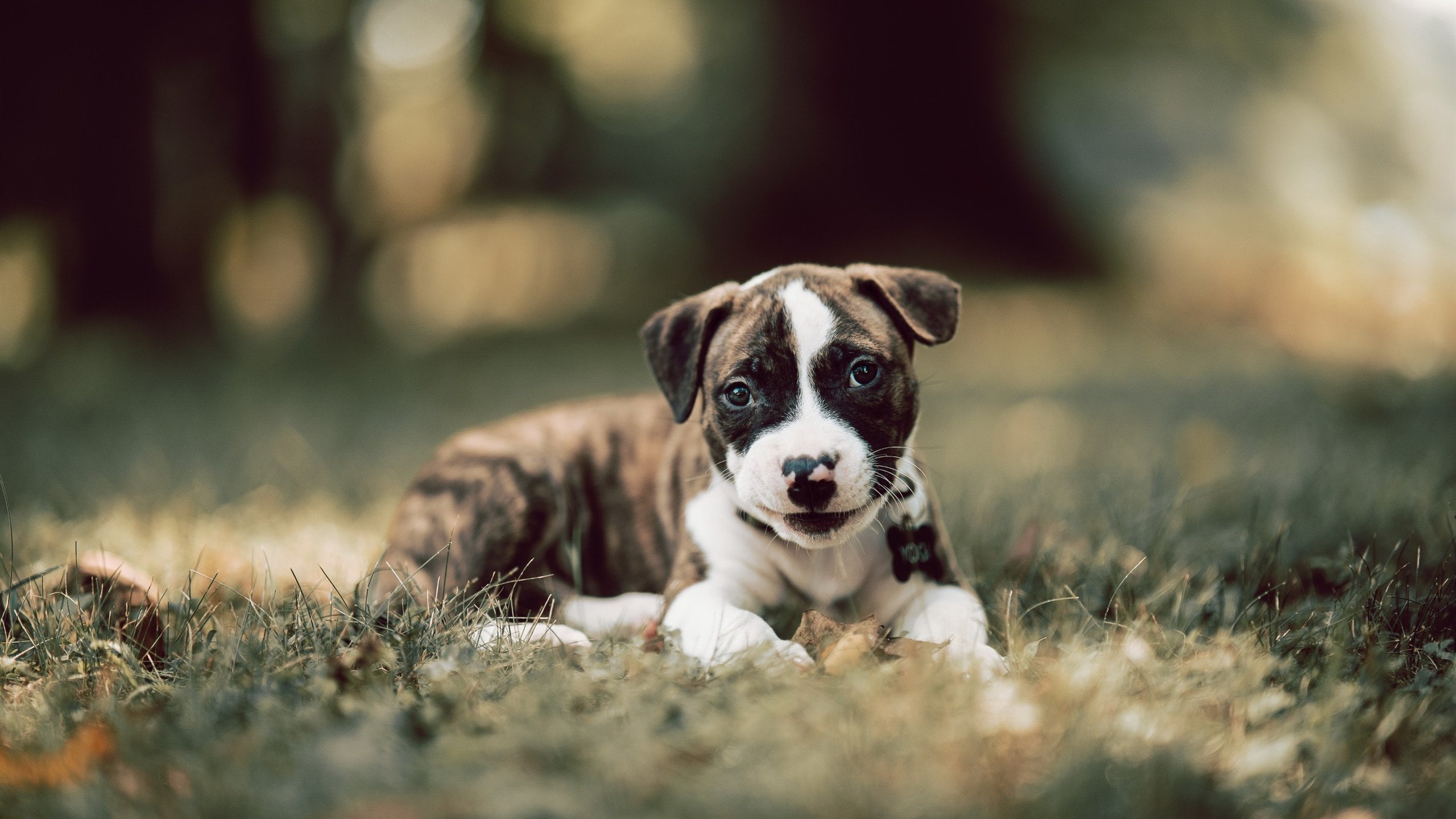 莱奥的变速齿轮，拜仁压哨逆转背后的攻防转换艺术
