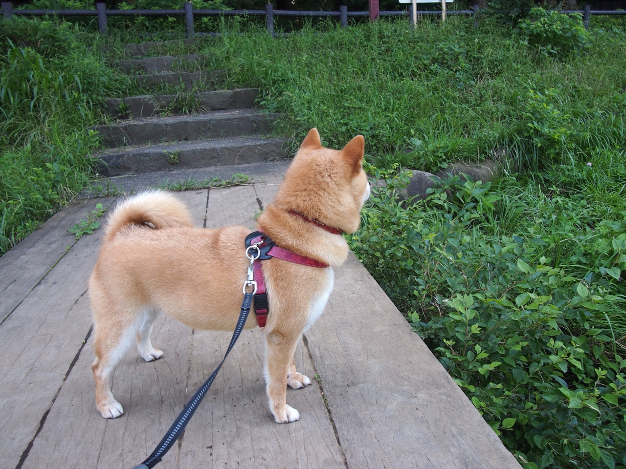 一剑封喉，德罗赞惊艳压哨助奇才险胜猛龙