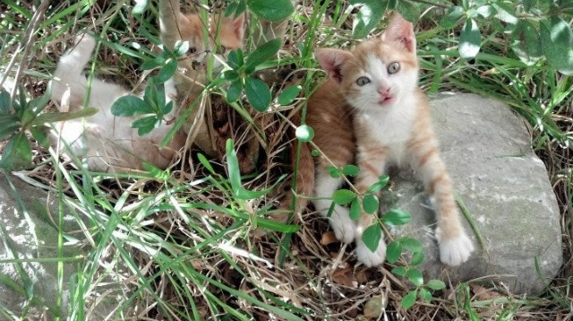黑白直播-意甲焦点战复盘，拜仁高位绞杀，锁死加纳球星成胜负关键